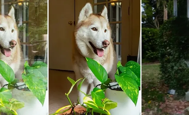 Zdjęcie przez szybę przed i po usunięciu odbić w Adobe Camera Raw